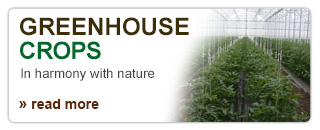 Tomatoes in Greenhouse Crops
